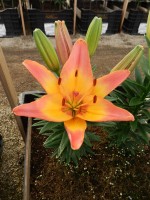 [5039 LadyLike No02.JPG]